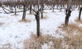 Barren grapevines in a pinot noir vineyard in winter with yellow straw and snow on the ground Royalty Free Stock Photo