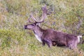 Barren-Ground Caribou Royalty Free Stock Photo