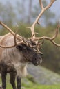 Barren Ground Caribou Bull Close up Royalty Free Stock Photo