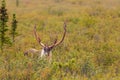 Barren Ground Caribou Bull Royalty Free Stock Photo