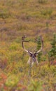 Barren Ground Caribou Bull Head On Royalty Free Stock Photo