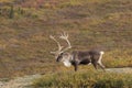 Barren ground Caribou Bull in Denali Royalty Free Stock Photo