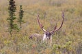 Barren Ground Caribou Bull Royalty Free Stock Photo