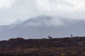 Barren Ground Caribou Bull at Sunrise