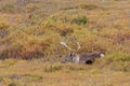 Barren Ground Caribou Bull in Velvet Royalty Free Stock Photo