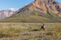 Barren Ground Caribou Bull in Velvet Royalty Free Stock Photo