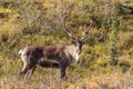 Barren Ground Caribou Bull in Velvet Royalty Free Stock Photo