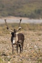 Barren Ground Caribou Bull in Velvet Royalty Free Stock Photo