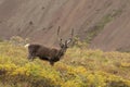 Barren Ground Caribou Bull Royalty Free Stock Photo