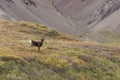 Barren Ground Caribou Bull in Velvet Royalty Free Stock Photo