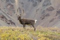 Barren Ground Caribou Bull in Velvet Royalty Free Stock Photo