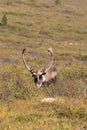 Barren Ground Caribou Bull in Velvet Royalty Free Stock Photo