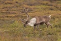 Barren Ground Caribou Bull in Velvet Royalty Free Stock Photo