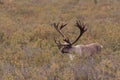 Barren Ground Caribou Bull in Velvet Royalty Free Stock Photo