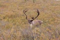 Big Caribou Bull in Velvet Royalty Free Stock Photo