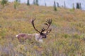 Barren Ground Caribou Bull in Velvet in Alaska Royalty Free Stock Photo