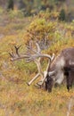 Barren Ground Caribou Bull in Velvet Grazing Royalty Free Stock Photo