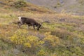 Barren Ground Caribou Bull in Velvet Grazing Royalty Free Stock Photo