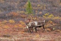 Barren Ground Caribou Bulls in Alaska Royalty Free Stock Photo