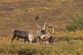 Barren Ground Caribou Bulls in Velvet Royalty Free Stock Photo