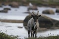 Barren-ground caribou standing on tundra near water in late summer Royalty Free Stock Photo