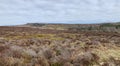 Barren heather covered landscape