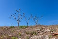 Barren landscape, hill covered in dry dirt and three lonely bushes