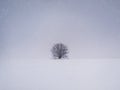 Barren lone tree on the snowy field. Cold winter scene and a leafless oak stands single under snowdrift. Numb nature landscape, Royalty Free Stock Photo