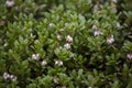 The barren murtle Arctostaphylos uva-ursi blooming