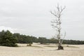 Unique Dutch natural phenomenon of sandbank drift plain.