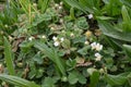 Barren Strawberry - Potentilla sterilis, Norfolk, England, UK