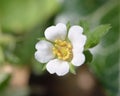 Barren Strawberry Royalty Free Stock Photo