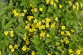 Barren strawberry Royalty Free Stock Photo