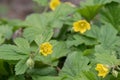 Barren Strawberry Waldsteinia geoides yellow flowering plant Royalty Free Stock Photo