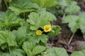 Barren Strawberry Waldsteinia geoides yellow flowers Royalty Free Stock Photo