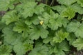 Barren Strawberry Waldsteinia geoides plants Royalty Free Stock Photo