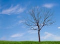 A barren tree with a blue sky and grass Royalty Free Stock Photo