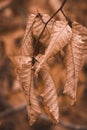 leaves hang from the branch of a tree that is dying Royalty Free Stock Photo