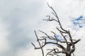 Barren tree branches against the sky in Montana with copy space Royalty Free Stock Photo