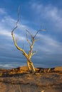 Barren tree in golden light. Royalty Free Stock Photo