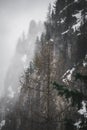 Barren tree isolated against a dramatic backdrop of snow-covered cliffs Royalty Free Stock Photo