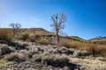 Barren tree with a large birds nest in the arid Nevada desert near Reno. Royalty Free Stock Photo