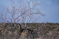 A barren tree with the Nevada Desert in the background Royalty Free Stock Photo