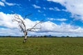 Barren tree, open green field; hills, blue sky and clouds in the distance Royalty Free Stock Photo