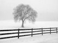 Barren tree in snow