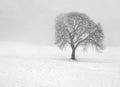 Barren tree in snow Royalty Free Stock Photo