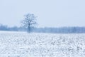 Barren Tree Standing Alone in a Snow Covered Field During a Snow Storm Royalty Free Stock Photo