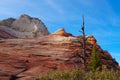 A Barren Tree Stands Against A Colorful Sandstone Mountain