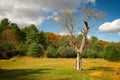 dying tree amidst fall foliage and blue sky Royalty Free Stock Photo