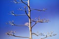 A Barren Tree Stands Tall Against A Clear Blue Sky, Its Twisted Branches And Delicate Twigs Exemplifying Beauty In Nature